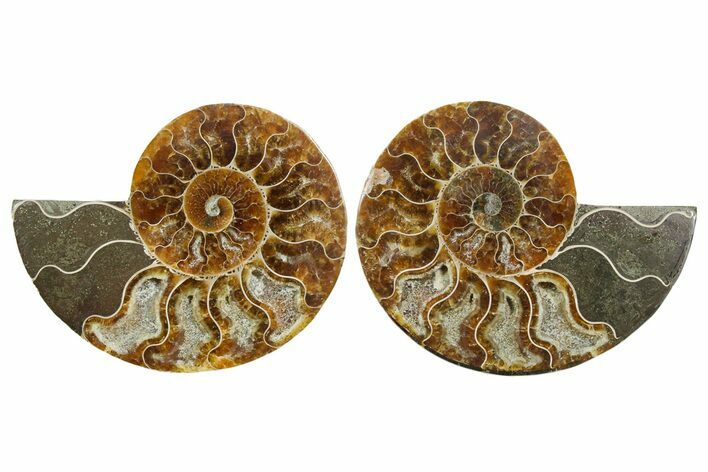 Cut & Polished Crystal-Filled Ammonite Fossil - Madagascar #354119